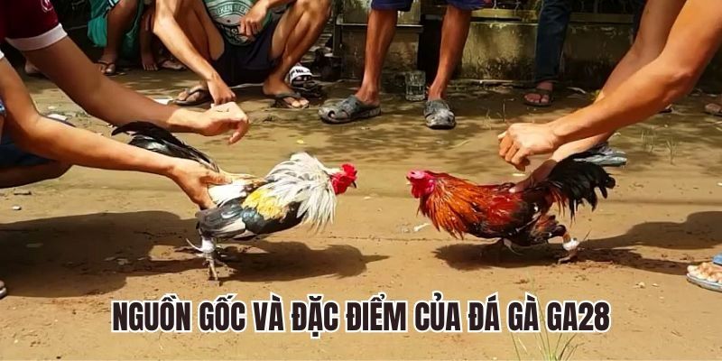 Đá gà GA28 tại VNLoto | Cược hay, thắng lớn, hốt ngay thưởng nóng 2 Đá Gà GA28